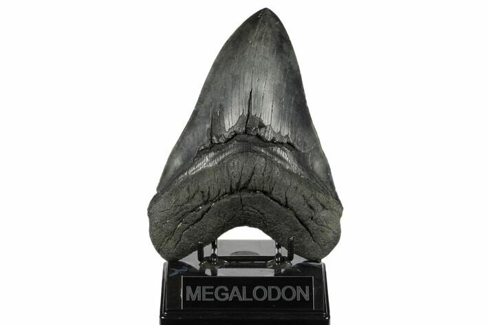 Fossil Megalodon Tooth - Massive Meg Tooth! #175932